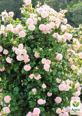 Троянда плетиста "Мадам Альфред Карр'єр" (саджанець класу АА+) вищий сорт - фото 3