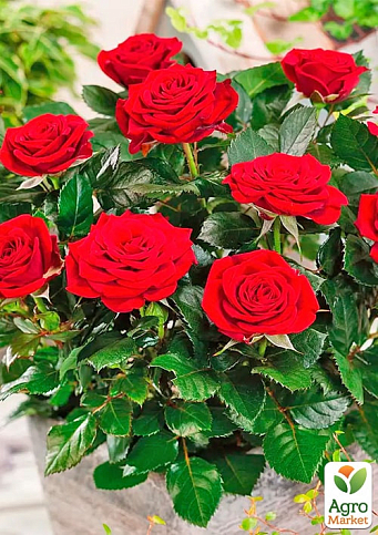 Роза мелкоцветковая (спрей) "Микадо" (саженец класса АА+) высший сорт