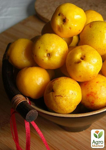 Айва "Студентка" (зимний сорт, поздний срок созревания) - фото 6