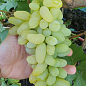 Виноград кишмиш "Голд Фингер" (укорененный саженец в контейнере)