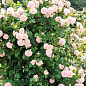 Троянда плетиста "Мадам Альфред Карр'єр" (саджанець класу АА+) вищий сорт цена