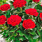Роза мелкоцветковая (спрей) "Микадо" (саженец класса АА+) высший сорт