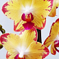 Орхідея (Phalaenopsis) "Papagayo" купить