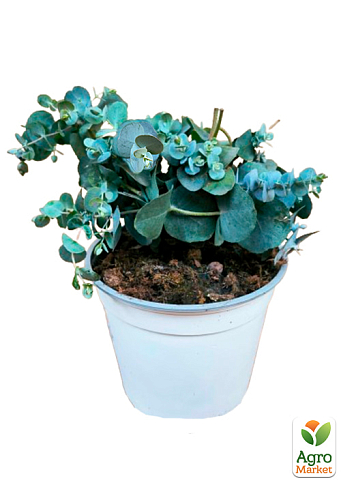 LMTD Эвкалипт вечнозеленый "Cinerea"  (30-40см) - фото 5