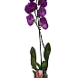 Орхидея (Phalaenopsis) "Purple" купить