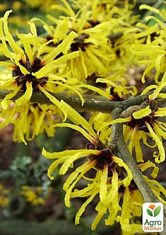 Гамамеліс Віргінський (чарівний горіх)11