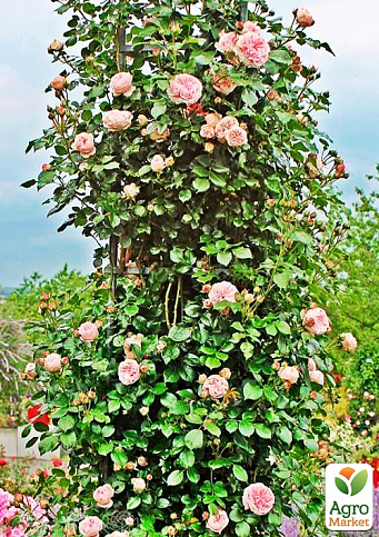 Роза плетистая "Джардина" (саженец класса АА+) высший сорт - фото 4