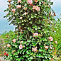 Роза плетистая "Джардина" (саженец класса АА+) высший сорт