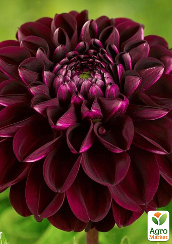 Георгина "Arabian Night"