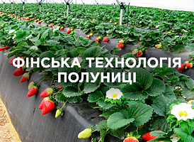 Полуниця по-фінськи — високі грядки та ранній урожай | Agro-market