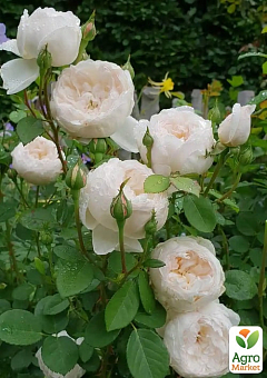 Роза английская "Клемис Кастл" (саженец класса АА+) высший сорт2