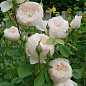 Роза английская "Клемис Кастл" (саженец класса АА+) высший сорт