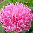 Жоржина "Hollyhill Cotton Candy"