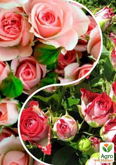 Троянда спрей, комплект з 2-х сортів "Романтичний бутон" (Romantic bud) 2шт саджанців16
