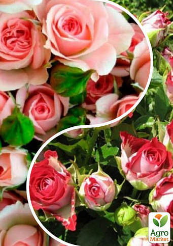 Троянда спрей, комплект з 2-х сортів "Романтичний бутон" (Romantic bud) 2шт саджанців