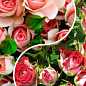 Троянда спрей, комплект з 2-х сортів "Романтичний бутон" (Romantic bud) 2шт саджанців