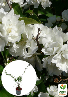 Жасмин гібридний садовий (чубушник) "Bouquet Blanc" 2х річний (вазон С2)1