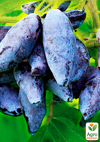 Жимолость "Гордість Кубані" (середньопізній термін дозрівання, один з лідируючих сортів) - фото 5