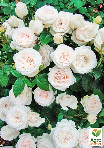 Роза кустовая "Вайт Охара" (саженец класса АА+) высший сорт - фото 5