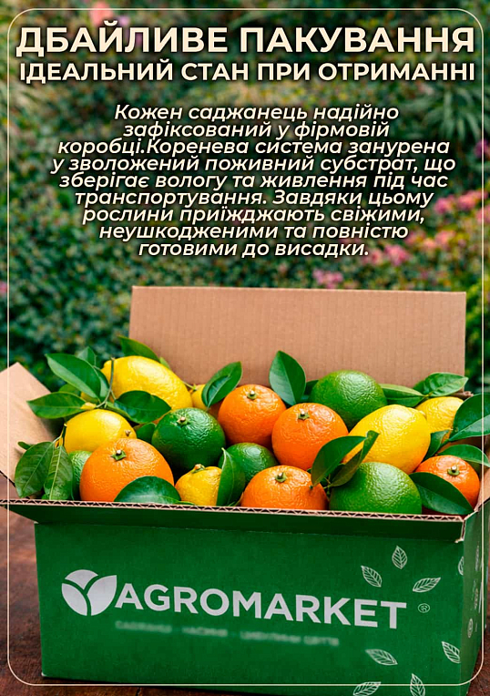 LMTD Кумкват на штамбе с плодом 5-и летний "Fortunella" (45-65см)
