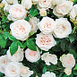 Роза кустовая "Вайт Охара" (саженец класса АА+) высший сорт