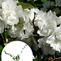Жасмин гибридный садовый (чубушник) "Bouquet Blanc" 2х летний (вазон С2)