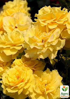 Ексклюзив! Троянда флорибунда "Промінь сонця" (Sun ray) (саджанець класу АА+) вищий сорт1