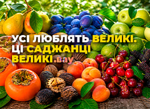 Великий саджанець — чудовий результат