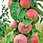 Яблуня колоновидна "Обеліск" (великоплідний, зимовий сорт, пізній термін дозрівання) купить