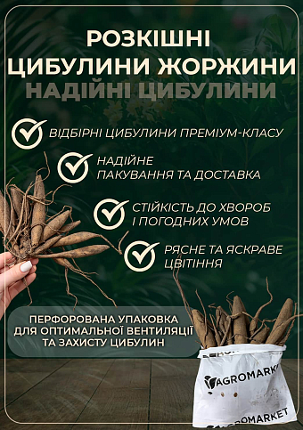 Георгина "Bohemian Spartacus" - фото 4