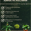 LMTD Гелихризум (Карри) на штамбе 3-х летний (30-40см) цена
