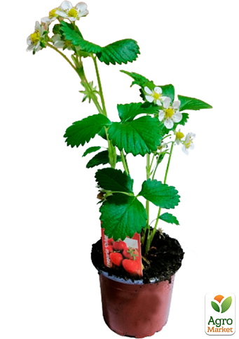 LMTD Клубника ремонтантная "Ostara" (ранний срок созревания)  - фото 2