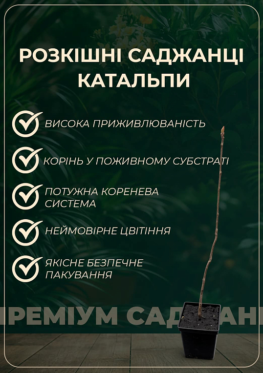 Катальпа бігнонієподібна на штамбі "Nana" висота 120см