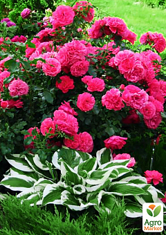 Ексклюзив! Троянда паркова сріблясто-рожева "Дивовижна місіс Майзель" (The Amazing Mrs. Mayzel) (саджанець класу АА +, преміальний вищий сорт)2