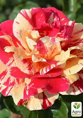 Роза плетистая "Vanille Fraise" (саженец класса АА+) высший сорт - фото 2