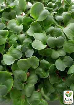 Пророщувач (спаутер) + набір насіння мікрозелені №4 ТМ "BIO Natura"2