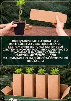 LMTD Аукуба японська "Krotonifoliia" (золоте дерево або плямистий лавр) висота 20-30см7