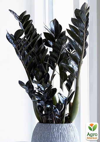 Замиокулькас черный "Raven" (долларовое дерево)  h45-55см - фото 5