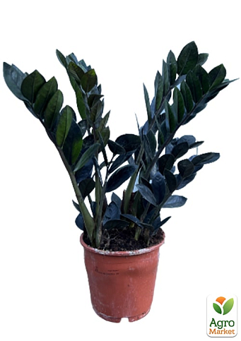 Замиокулькас черный "Raven" (долларовое дерево)  h45-55см - фото 7