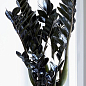 Замиокулькас черный "Raven" (долларовое дерево)  h45-55см