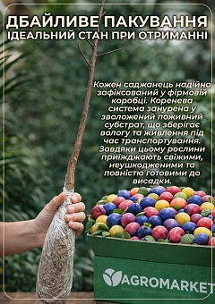 Ексклюзив! Слива червоно-помаранчева "Мудрість природи" (Wisdom of nature) (преміальний зимостійкий сорт, середній термін дозрівання)14