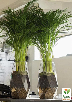LMTD Пальма Дипсис "Dypsis lutescens" висота 40-50см3