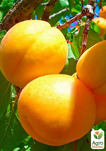Абрикос "Шалах ананасовий" (літній сорт, ранній термін дозрівання)