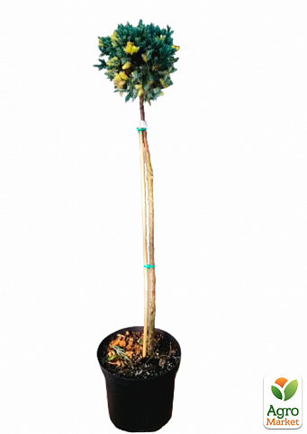 Можжевельник чешуйчатый на штамбе «Floreant» С5, высота 70-90см - фото 2