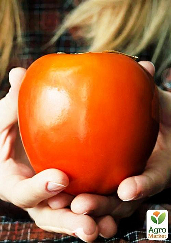 Хурма на виргинском морозостойком подвое "Виргинская крупноплодная" высший сорт! - фото 8