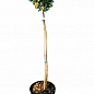 Можжевельник чешуйчатый на штамбе «Floreant» С5, высота 70-90см купить