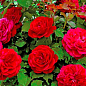 Троянда флорибунда "Мона Ліза" (саджанець класу АА+) вищий сорт купить