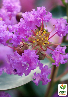 Лагерстремия индийская сирень "With Love Eternal" (Lagerstroemia indica With Love Eternal)9
