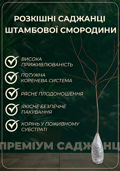 Йошта на штамбі, гібрид смородини і агрусу сорт "ЕМБ"30