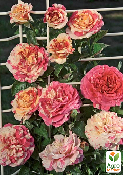 Роза плетистая "Vanille Fraise" в контейнере, высший сорт12